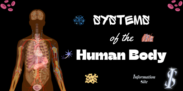 Systems of the Human Body - INFORMATION SITE