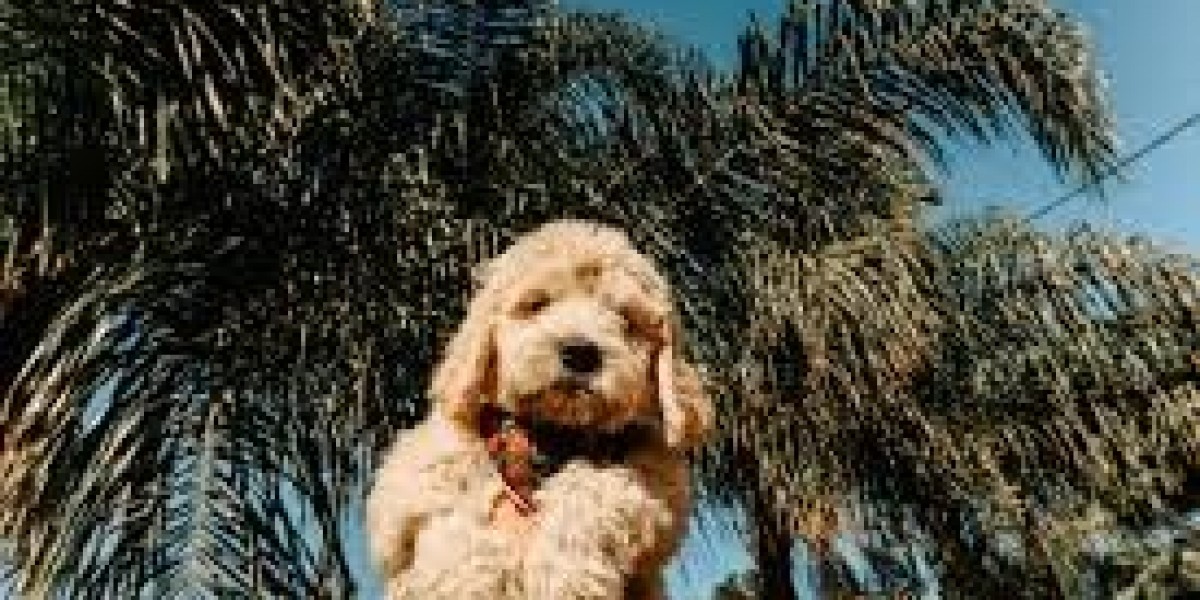 California’s Labradoodle Breeders: How to Find the Right Fit for Your Family
