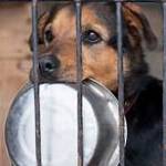 Please Help The Animals