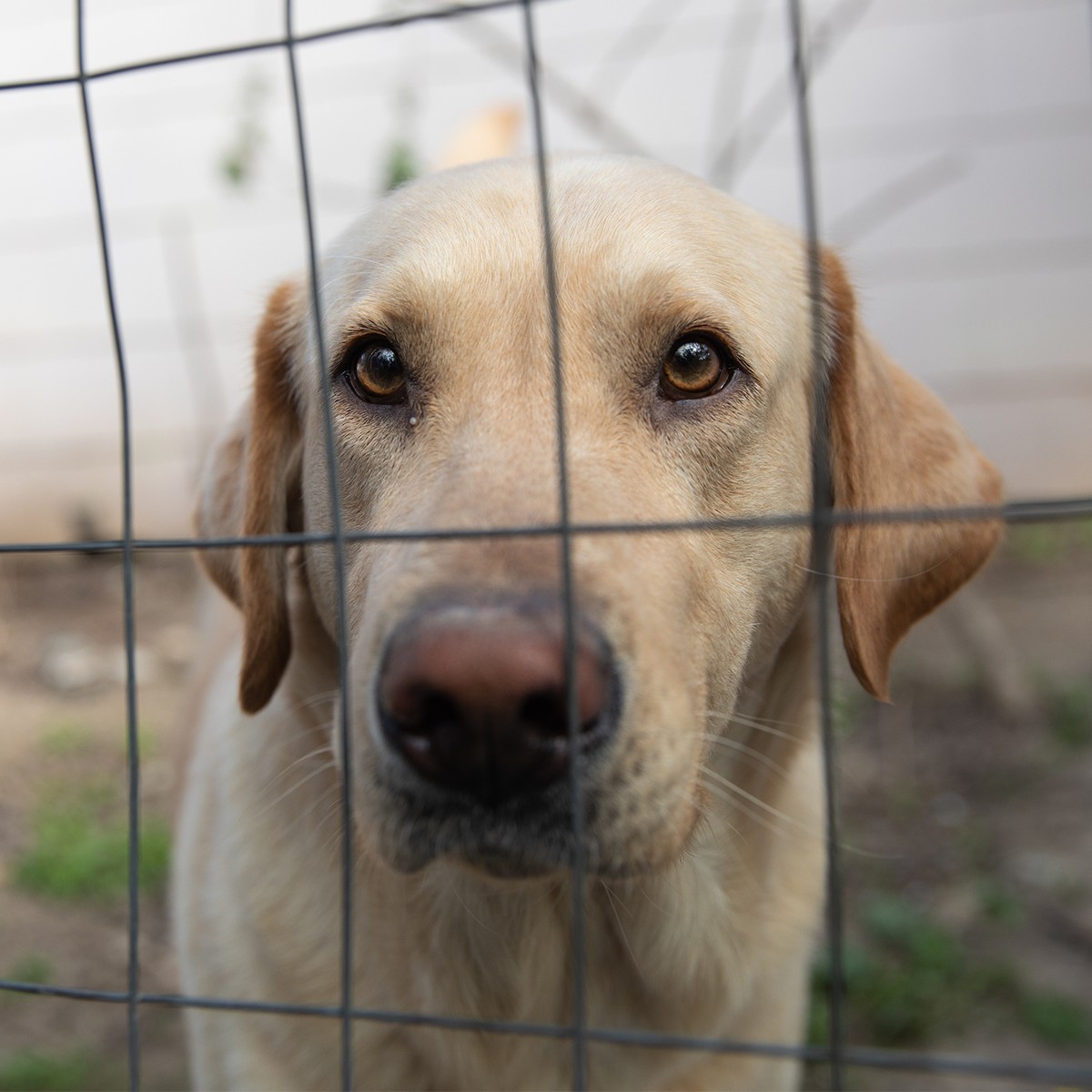Help The Animals