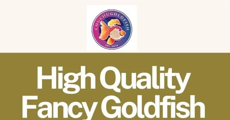High Quality Fancy Goldfish