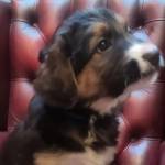 Dog For Sale