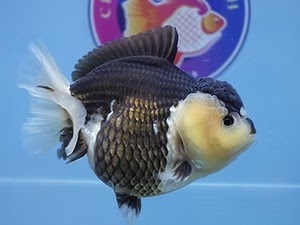 Buy Goldfish Online – Where Quality Meets Affordability at ChuChuGoldfish