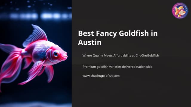 Best Fancy Goldfish in Austin Where Quality Meets Affordability at ChuChuGoldfish.pptx
