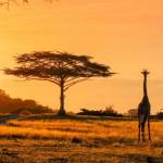 Travelo Africa