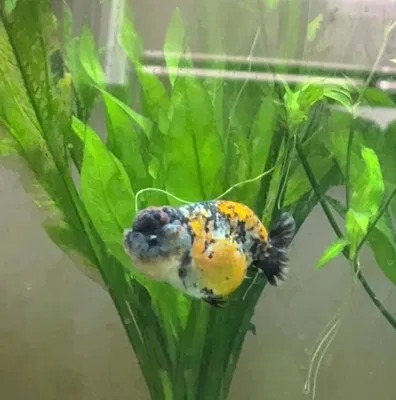 Fish Store in Austin – Where Quality, Affordability, and Health Come First – Webs Article