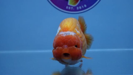 Buy Goldfish Online – @chuchu-goldfish on Tumblr