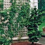 Fence Contractors Miami