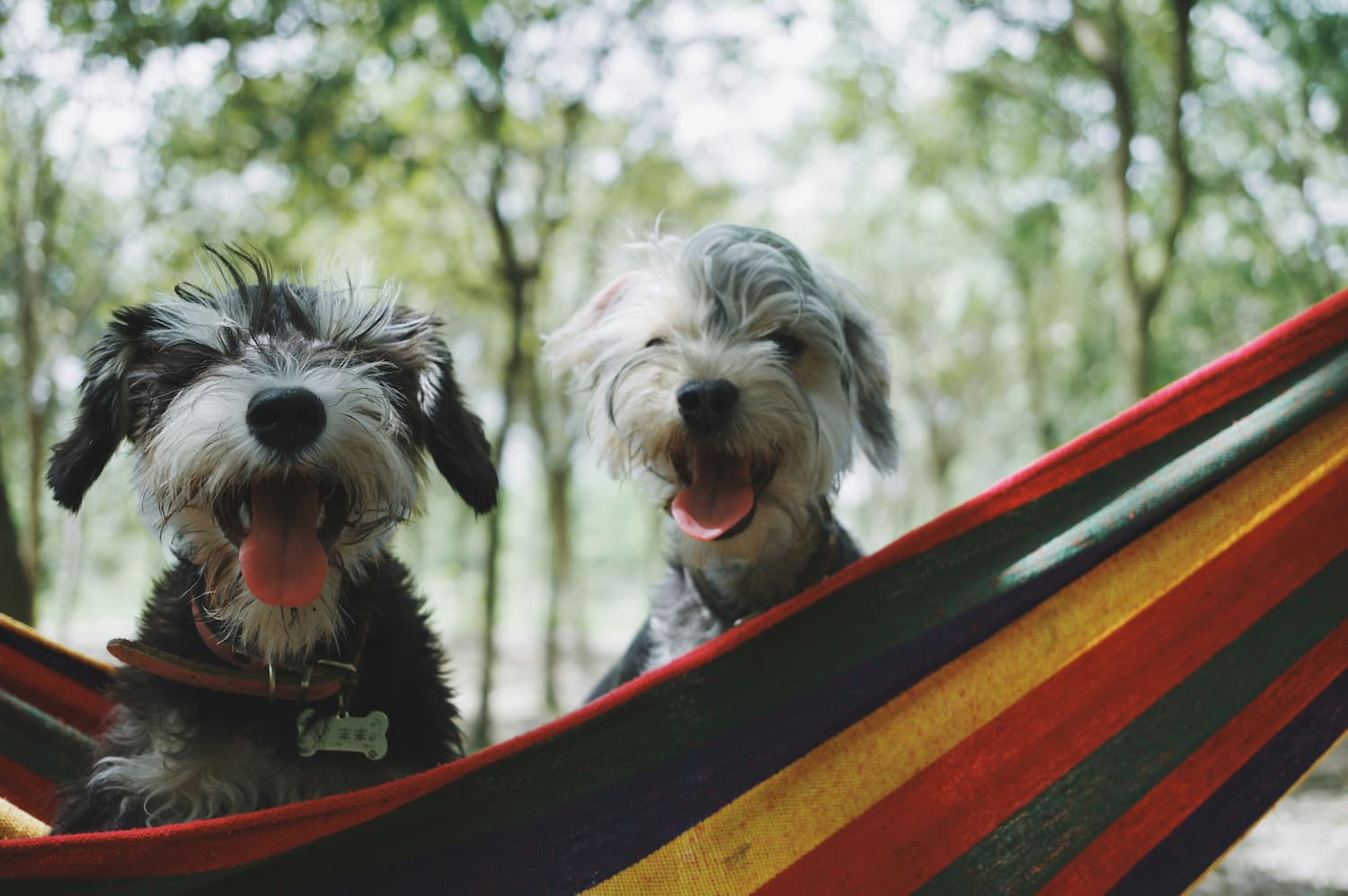 Road Trip Ready: How to Travel Safely with Your Pet This Summer - Night Watch Animal Emergency