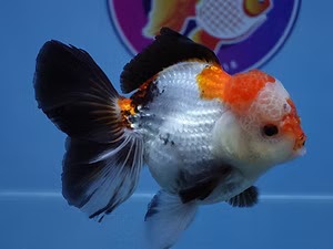 Fish Store in Austin: Your Trusted Source for Healthy and Vibrant Goldfish