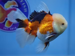 High Quality Fancy Goldfish: Bringing Beauty, Health, and Expertise to Your Aquarium