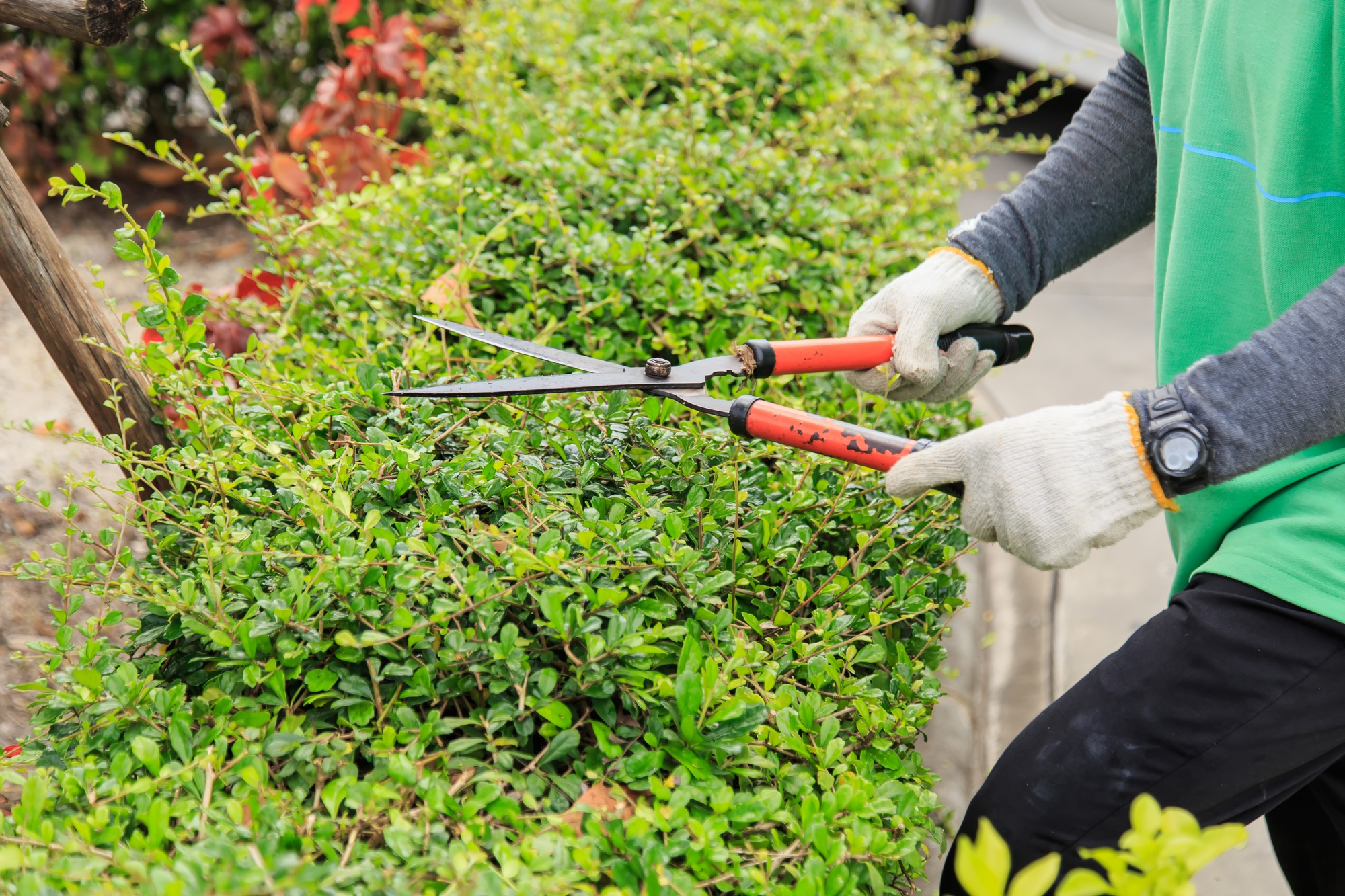 Professional Hedge Cutting Services Milton Keynes | CALL NOW