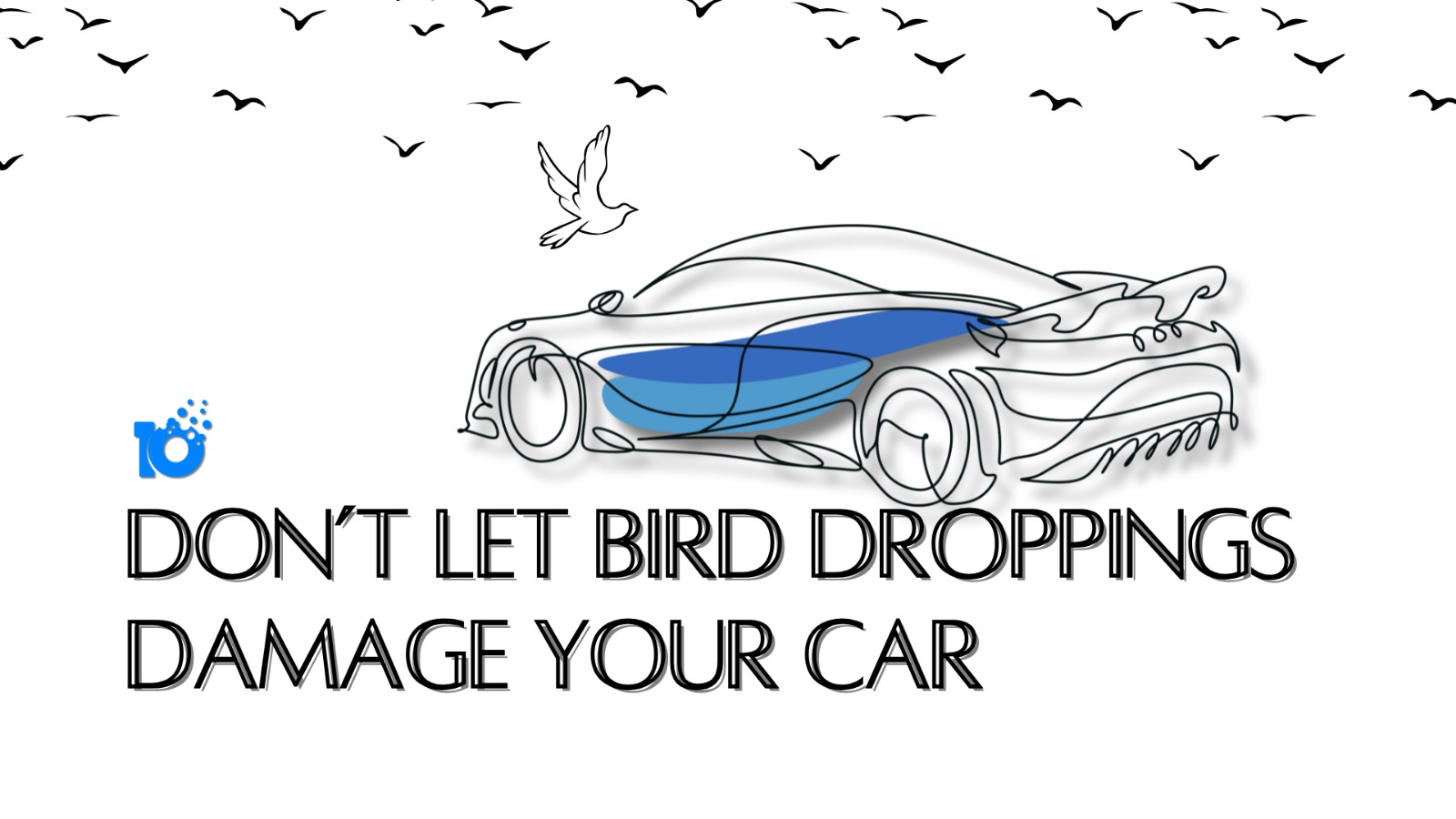 How to Clean Bird Poop Off Your Car Window | Easy Tips