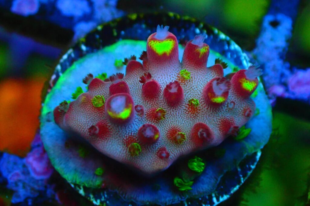 SPS Coral Guide: Simple, Honest Reef Care for True Reef Lovers - Web SEO Backlink