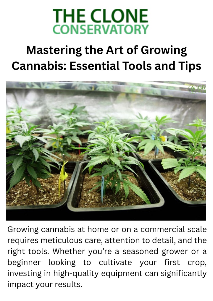 PPT - Mastering the Art of Growing Cannabis: Essential Tools and Tips PowerPoint Presentation - ID:14782261